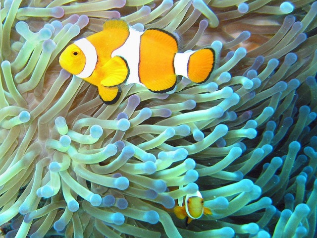 Mutualism in nature: Fungal friends and finding Nemo